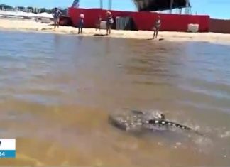 ‘Foram duas horas de dor intensa’, diz adolescente atacado por arraia em rio do Tocantins