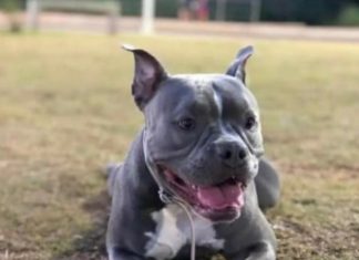 Família do ES oferece R$ 2 mil a quem encontrar cadela que sumiu durante serviço de ‘táxi dog’ no TO