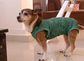Campanha faz alerta sobre câncer de mama em pets; saiba como identificar a doença no animal