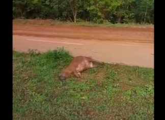 VÍDEO: Capivara morre ao ser atropelada perto do parque Cesamar em Palmas