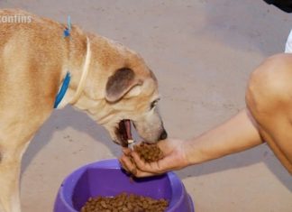 Protetores precisam de doações para continuar ajudando animais resgatados nas ruas de Palmas