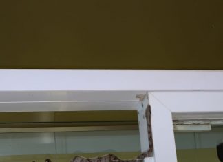 Cobra assusta moradores ao aparecer na entrada de condomínio no centro de Palmas; Vídeo