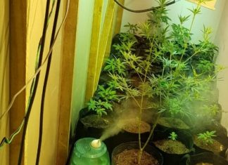Polícia Militar encontra estufa com pés de maconha escondida por parede falsa em casa