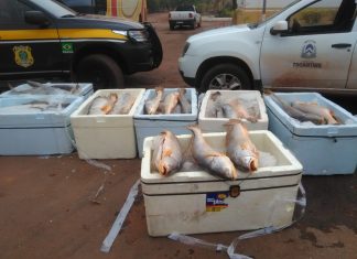 Operação apreende 1,5 tonelada de pescado clandestino dentro de ônibus no Tocantins