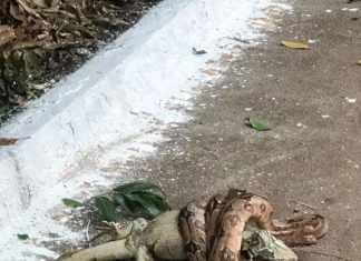 Cobra abate camaleão e se alimenta em pista de caminhada do Parque Cesamar; VÍDEO