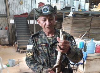 Morador encontra filhote de jacaré dentro de casa no centro de Palmas