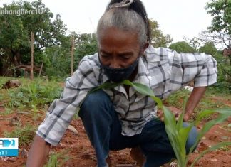 Família desempregada planta feijão e mandioca para ajudar no sustento: ‘daqui uns dias temos de tudo para comer’