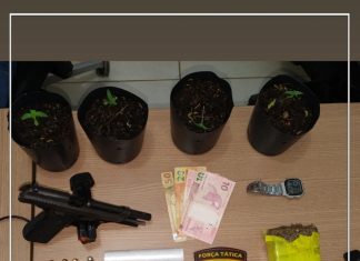 Polícia Militar apreende arma, drogas e pés de maconha após denúncia de tráfico em Gurupi