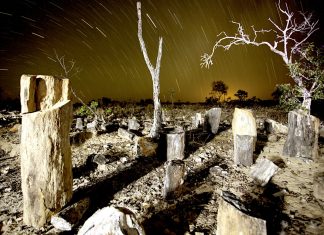 Fósseis de árvores contrabandeados do Tocantins começam a ser vistoriados para repatriação