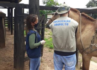 Área com eventos agropecuários suspensos para prevenir o mormo é ampliada no Tocantins