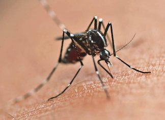 Mais de 1.700 casos de dengue são confirmados em Palmas e secretaria de saúde alerta para cuidados