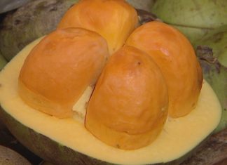 Universidade faz festival com concurso culinário e torneio para premiar o melhor roedor de pequi