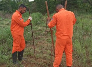 Áreas atingidas durante queimadas passam por trabalho de reflorestamento em Palmas