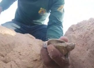 Chuvas intensas inundam ninhos de tartarugas da Amazônia no TO e força-tarefa é montada para salvar filhotes