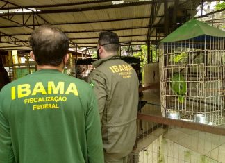 Ibama abre edital de concurso com 15 vagas para o Tocantins; salários podem chegar a R$ 8.547,64