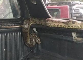 Sucuri de 4 metros é capturada por morador após devorar pato em quintal de casa; VÍDEO