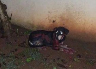 Cachorro fica ferido após ser arrastado por carro enquanto tutor dirigia