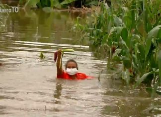 Vídeo mostra agricultora nadando para tentar colher milho em plantação alagada: ‘Me sinto muito triste’