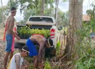 Indígenas do TO devem plantar cerca de 2 mil mudas para reflorestar áreas atingidas por queimadas
