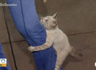 Gatinha ‘escala’ perna de repórter e chama a atenção durante entrevista ao vivo