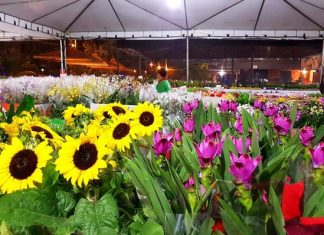 Palmas recebe feira com mais de 300 espécies de flores de Holambra, plantas ornamentais e mudas frutíferas