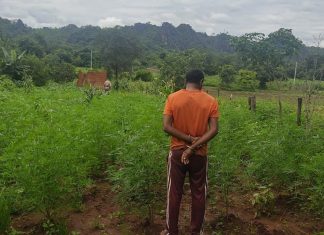 Polícia Militar encontra plantação de maconha na zona rural de Aurora e prende dois homens