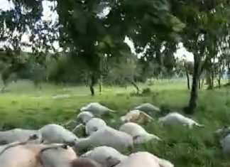 Raio mata rebanho com mais de 30 cabeças de gado em fazenda no interior do Tocantins