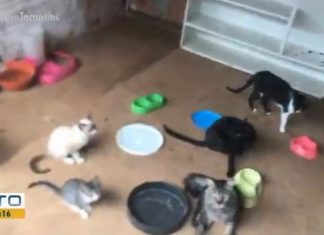 Voluntários enfrentam dificuldades para manter abrigos de animais resgatados: ‘Dependem de nós’