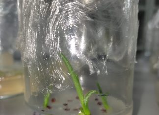 Pesquisadores fazem germinações de plantas raras e ameaçadas de extinção no cerrado do TO