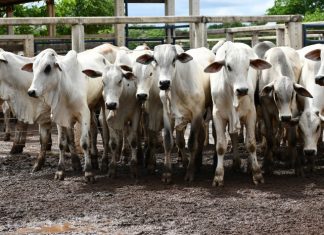 Falta de vacinas contra febre aftosa preocupa produtores rurais no Tocantins