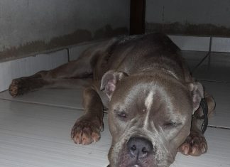 Cadela que sumiu durante serviço de ‘táxi dog’ é encontrada em fazenda após mais de 40 dias: ‘Família toda está feliz’