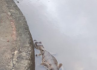 Jacaré é capturado no meio da rua após córregos transbordarem com fortes chuvas no Tocantins