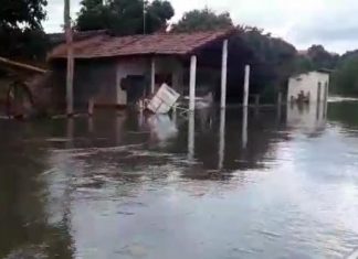 Cheia do rio Tocantins deixa casas alagadas em Ipueiras, interdita balsa e carrega animais de propriedade rural