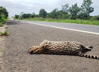 Jaguatirica é encontrada morta com sinais de atropelamento em Guaraí