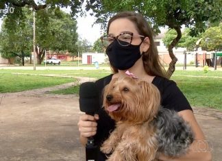 Barulho dos fogos de artifício no réveillon pode prejudicar a saúde dos animais; veja dicas para protegê-los