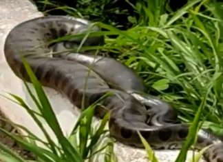 Cobras aparecem na ponte sobre o lago de Palmas e assustam moradores; VÍDEO