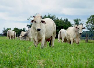Produtores rurais devem declarar vacinação de rebanho contra a febre aftosa até segunda-feira (10)