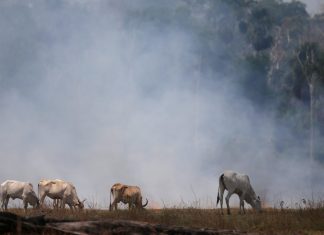 Desmatamento na Amazônia em 2021 é o maior dos últimos dez anos, diz Imazon