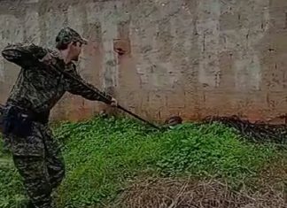 VÍDEO: Cobra aparece na porta de casas e dá bote ao ser capturada na região sul da capital