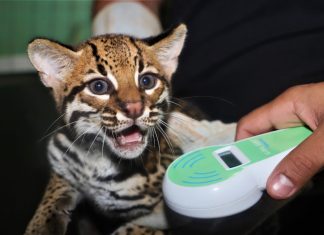 Filhotes de jaguatirica resgatados recebem microchips para ajudar no monitoramento da recuperação