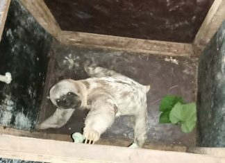 Preguiça passa por avaliação veterinária após sofrer queda durante resgate em Colinas