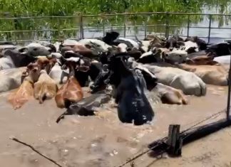 Gado fica preso em alagamento e moradores precisam arrastar animais da inundação em barcos; VÍDEOS