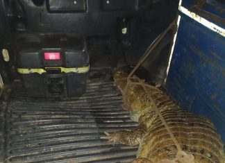 Morador imobiliza jacaré após se surpreender com bicho na porta de condomínio: ‘Assisto muitos vídeos de pescaria’
