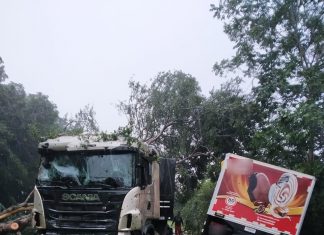 Rodovia estadual fica interditada após árvore cair e atingir caminhão em movimento; VÍDEO
