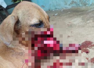 Suspeito de decepar focinho de cão com foice é indiciado pela polícia; animal precisou ser sacrificado