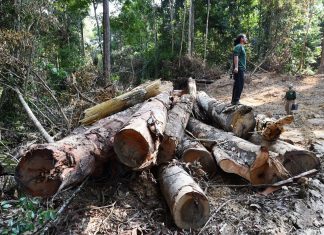 Amazônia pode ter 15 mil km² de área desmatada até julho, aponta plataforma