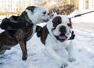 Noruega proíbe criação de duas raças de cães por respeito à lei de proteção animal