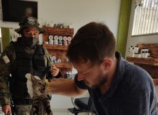 Gata em trabalho de parto é resgatada após ficar trancada em sala no Rodoshopping