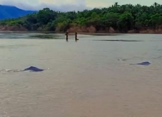 Botos encantam moradores ao aparecer em praia fluvial no Tocantins; VÍDEO