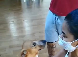 Família reencontra cadela desaparecida depois de ver foto dela em anúncio de feira de adoção